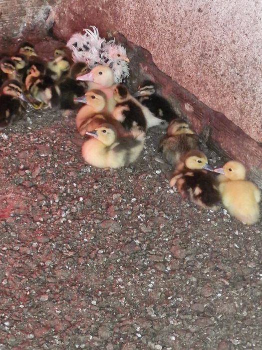 Patos mudos e Cayuga  bebés