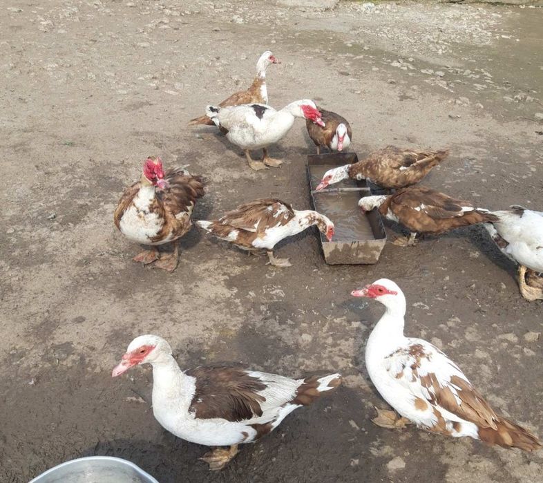 Інкубаційні яйця мускусної качки (шипуни)