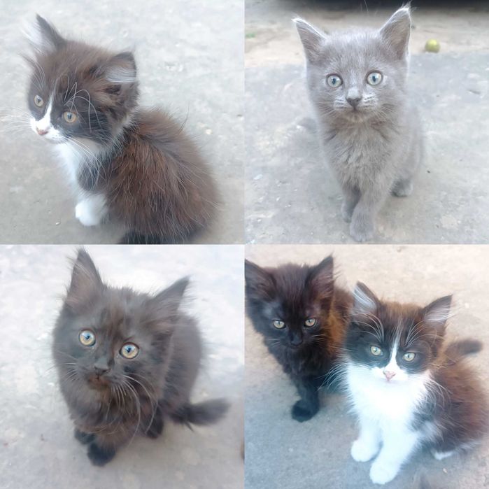 Грайливі кошенята