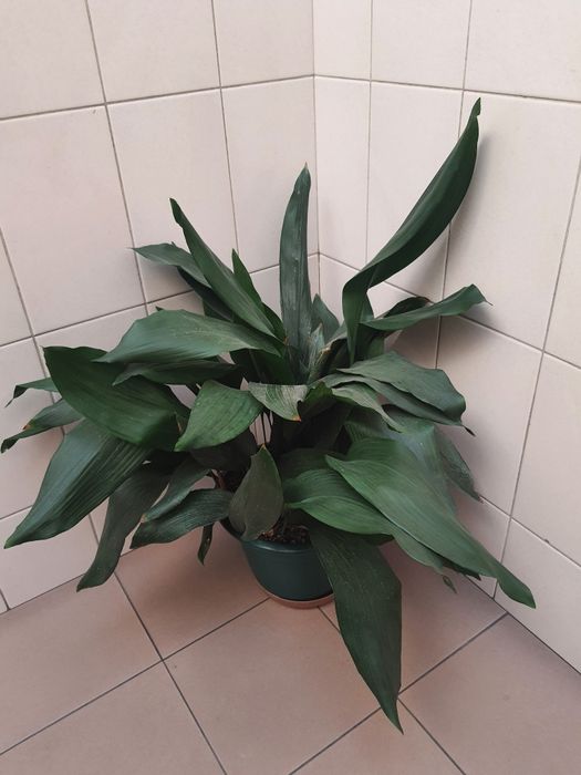 Plantas de interior