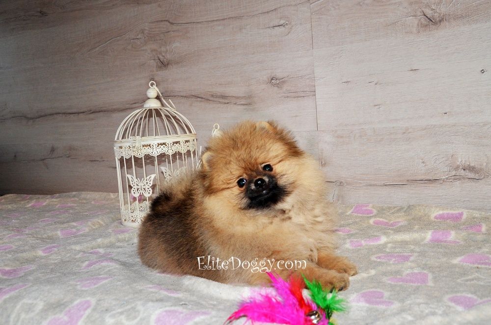 Девочка померанского шпица рыже-соболиного окраса