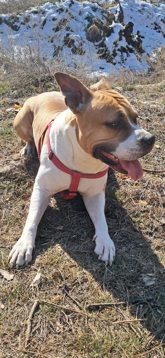 В'язка амстафф кобель шукає дівчинку