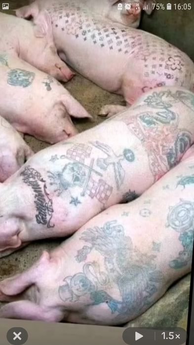 Продам свиней! 190+живою вагою