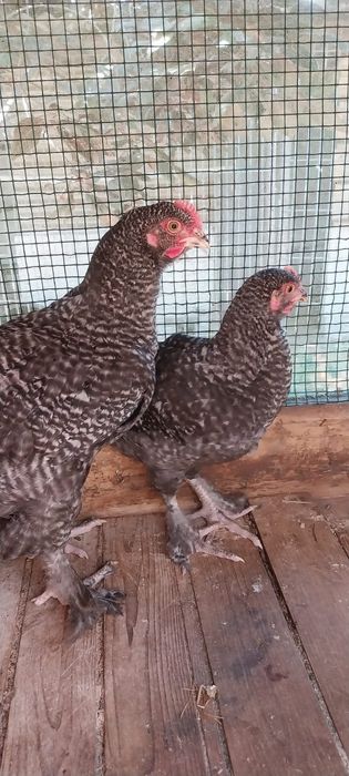 Vendo casal Melines ( frangos)