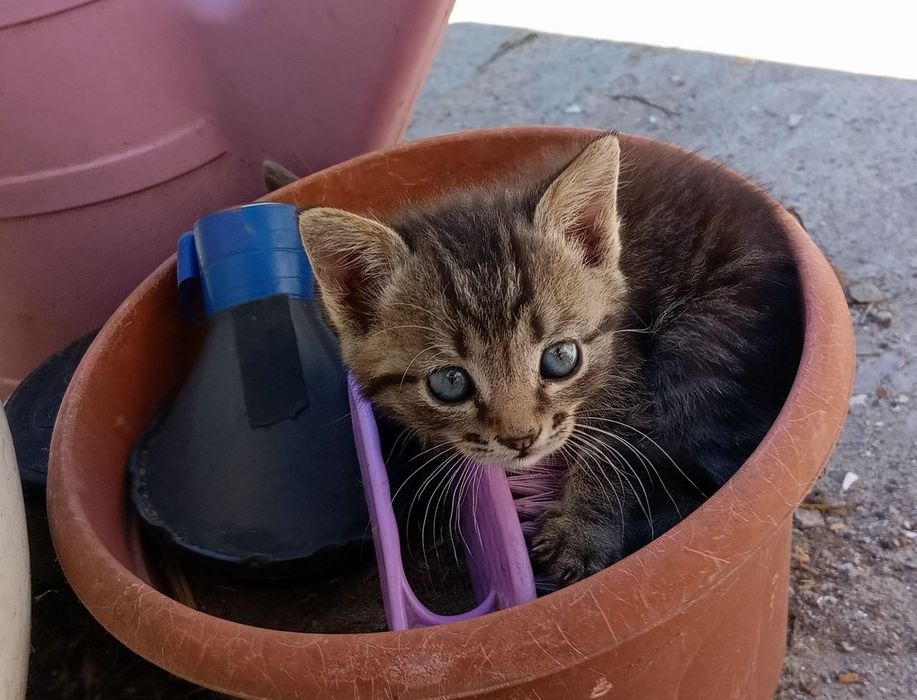 Кицька, котеня дівчинка