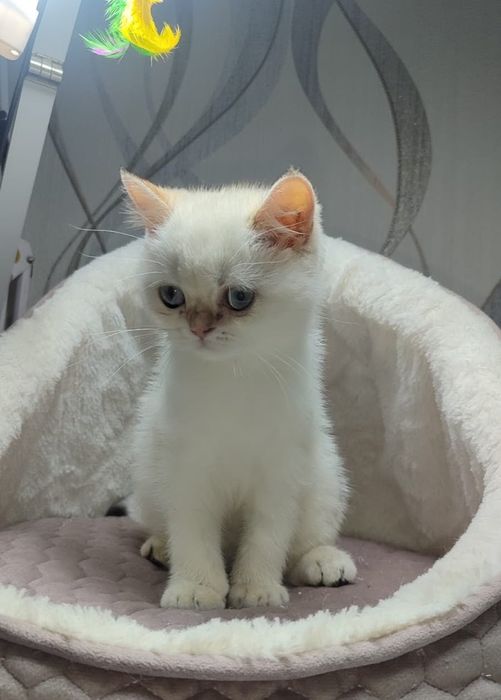 Шотландське кошеня