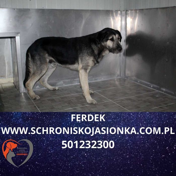 Ferdek do adopcji – Schronisko Jasionka