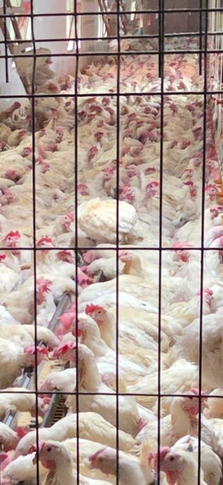 Kury nioski roczne novogen