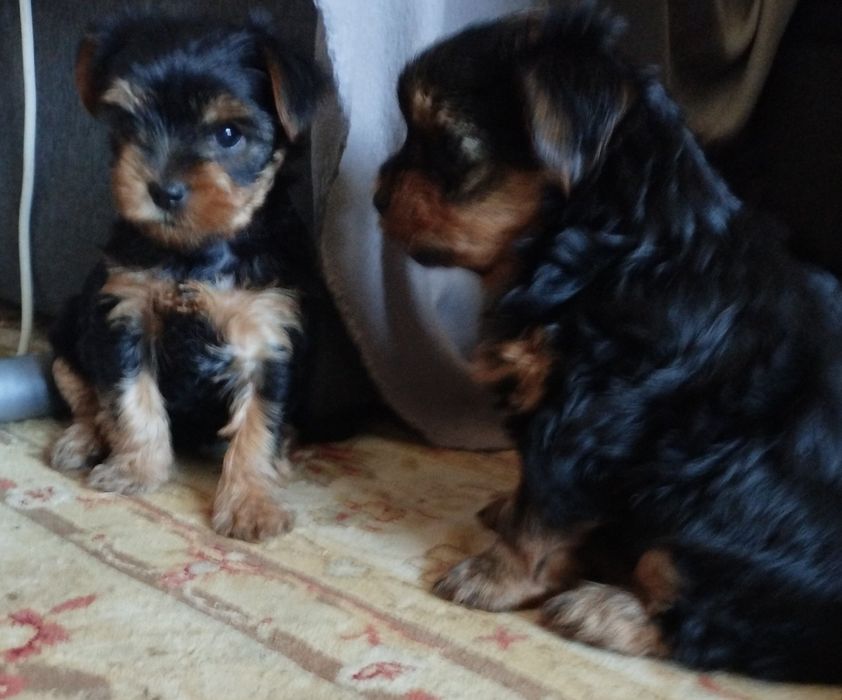 Йоркшкирский терьер