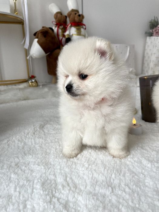 Померанські шпіци — Лише 3! Ідеальна можливість