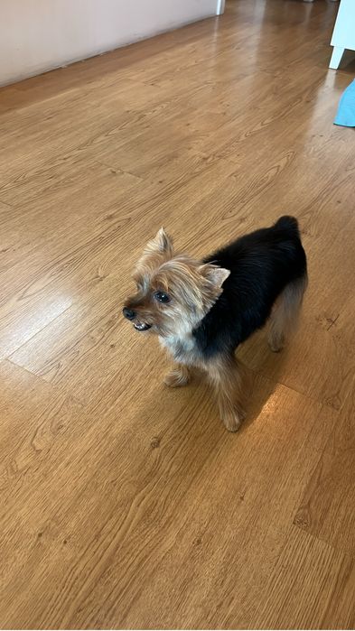 Dog walking na zona de oeiras