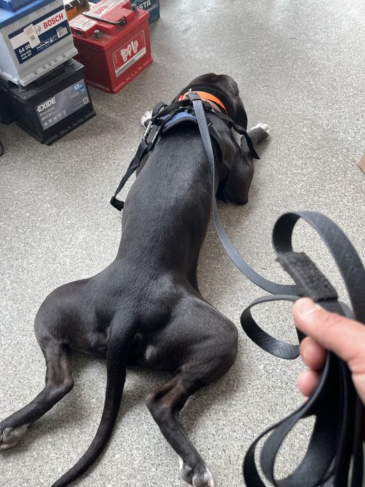 Вʼязка собаки кобель Амстафф