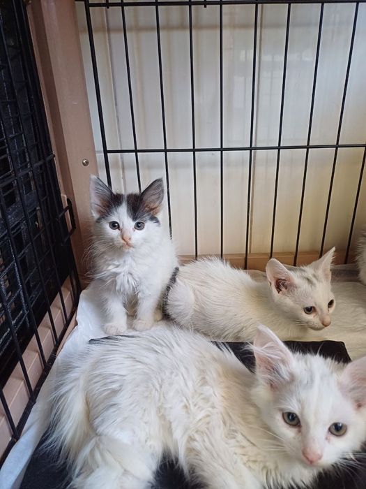 Кошенята безкоштовно
