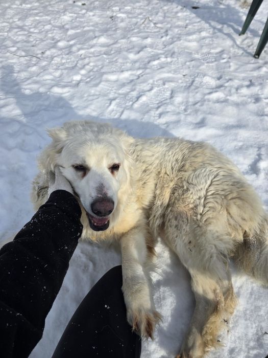 Bella do adopcji Schronisko Sokolow Podl