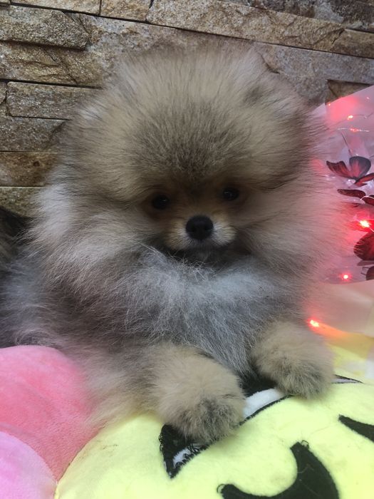 Хлопчик .Померанський шпіц КСУ/FCI