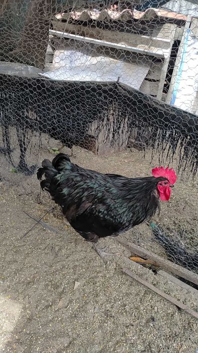 Pintos Jersey Gigante Negros, Azuis e Splash