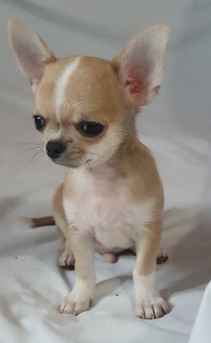 Гладкошерстный мальчик чихуахуа