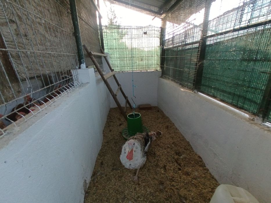 Peru macho mudar casa