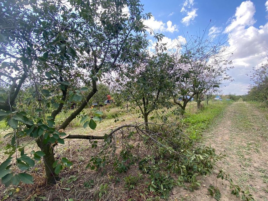 Drzewo za darmo z sadu