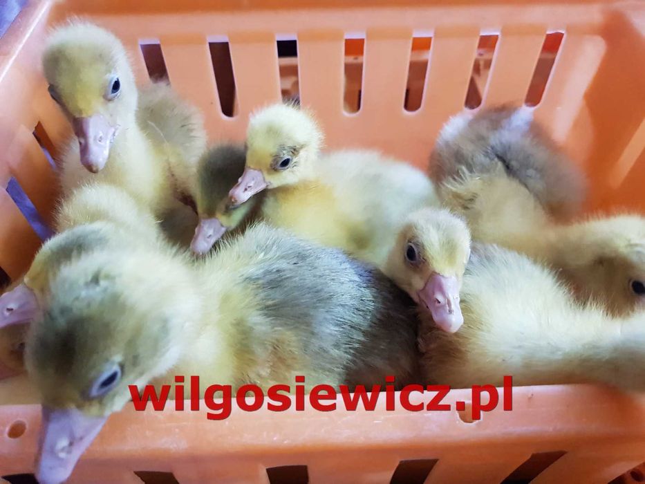 Gęsi do dalszego chowu dostawa Gratis