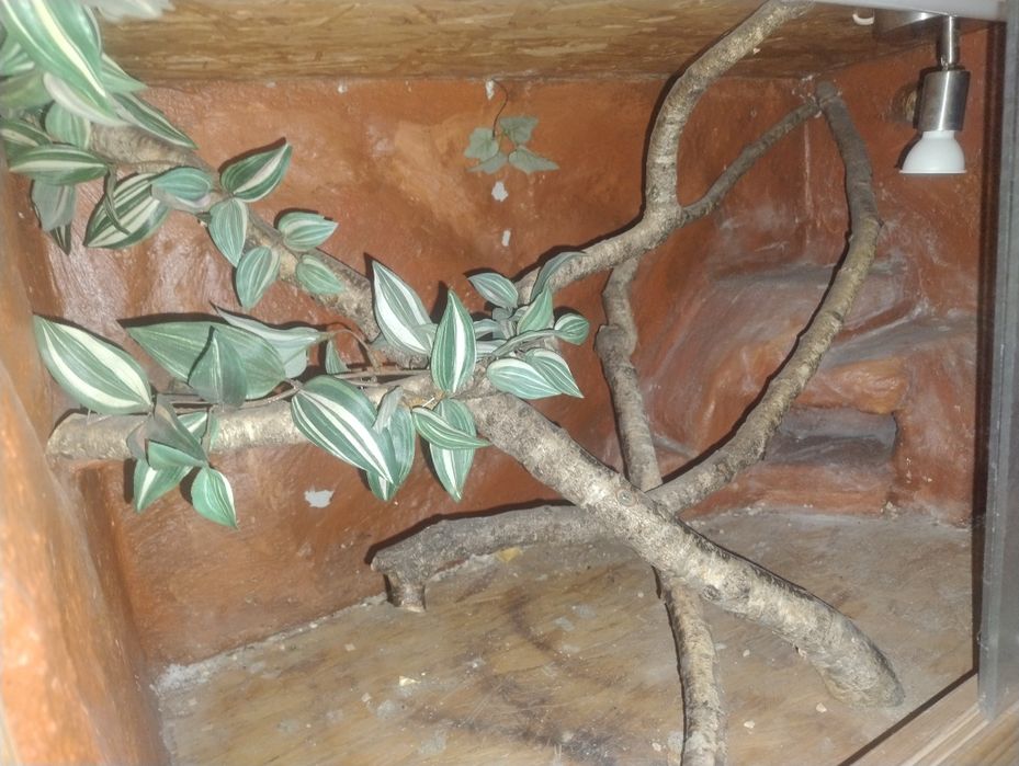 Terrarium dla gekona