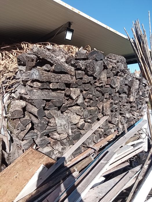 Lenha de oliveira corte com 3 anos