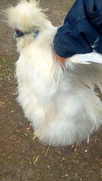 Китайський пуховий шовковий півник