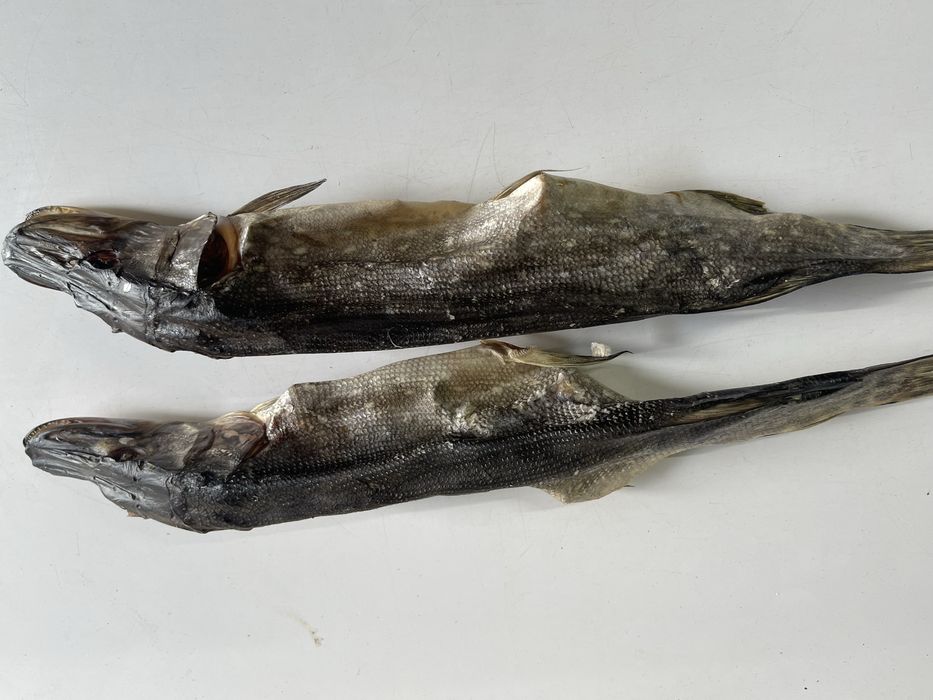 Плотва з ікрою, тарань, лящ, густера, щука, окунь