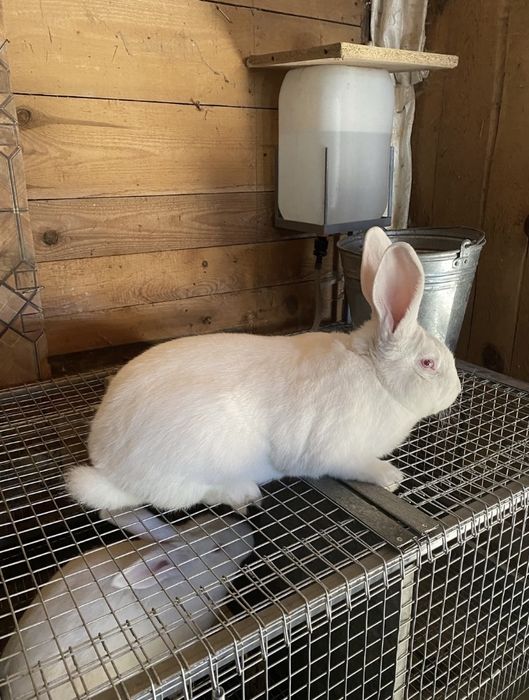 Кролі породи термонська біла самки та самці  різного віку