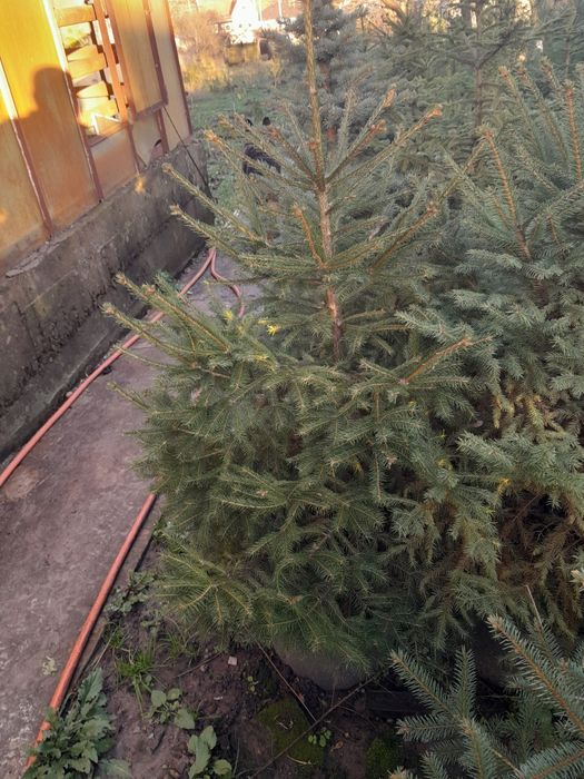 Декоративные растения