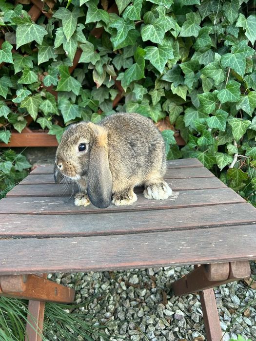 Króliczek Karzełek Baran mini króliki