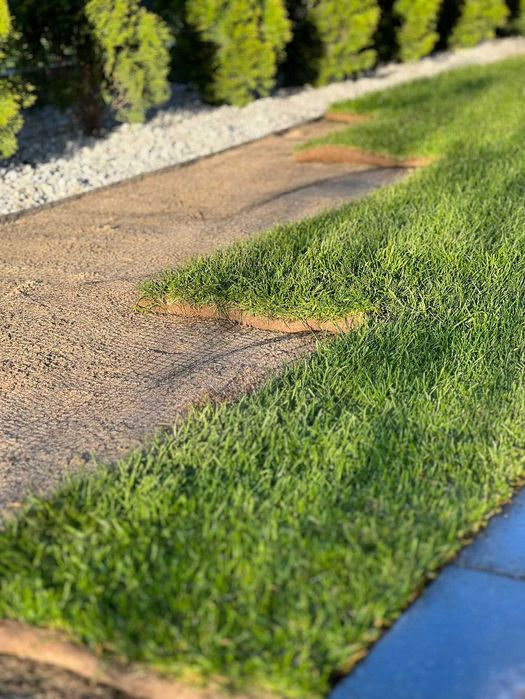 Trawa z rolki 1 gatunek, trawnik z transportem, zamówienia online