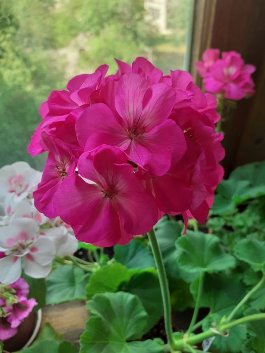 Герань.Пеларгония зональная.