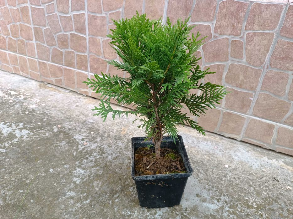 Туя Даника | Thuja occidentalis Danica в контейнере 1.5 литра