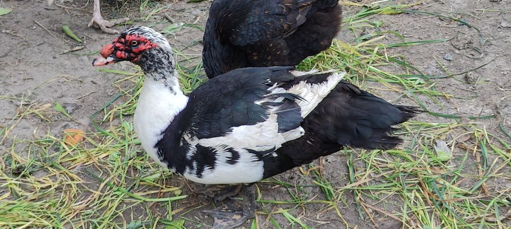 Casais de patos mudos