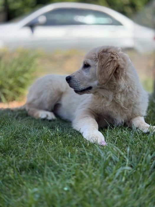 Golden Retriever Gotowy do odbioru