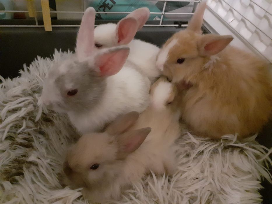 Miesięczne kroliczki