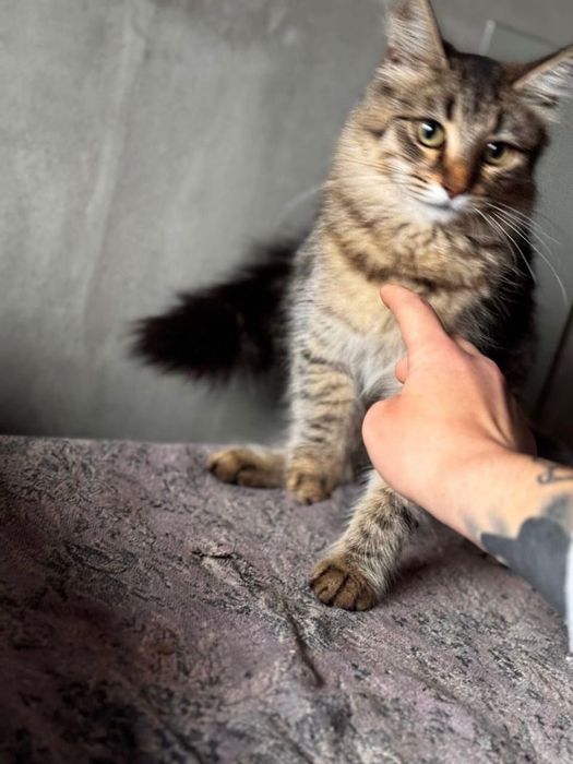 Котята отдам красивый котенок подросток  девочка