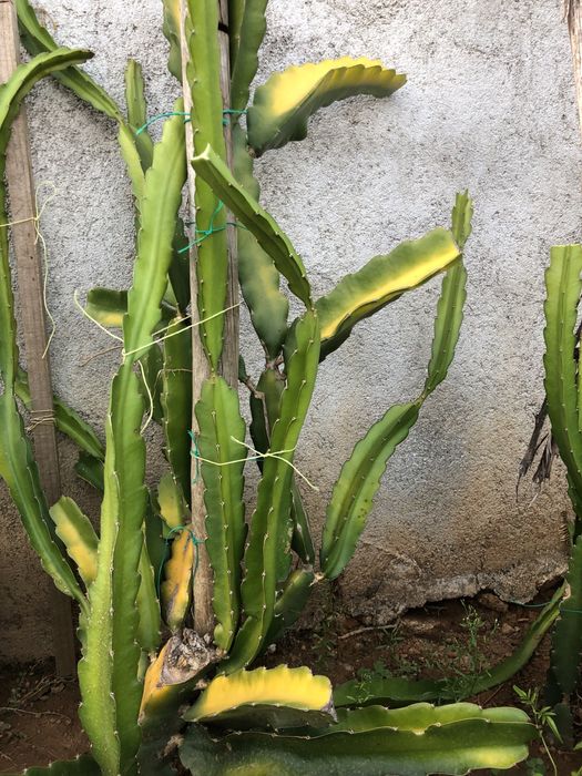Promočão Estacas de pitaias rosa e branca