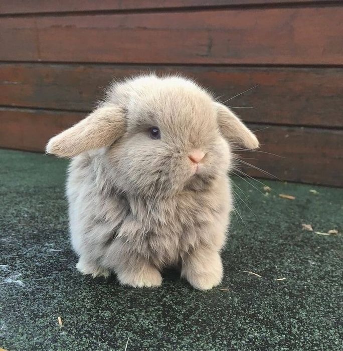 Ручные декоративные кролики