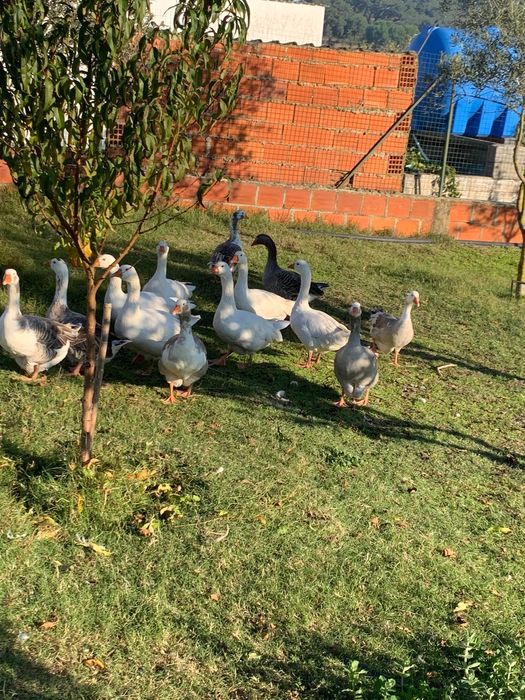 gansos do campo de alta qualidade  - preço atrativo