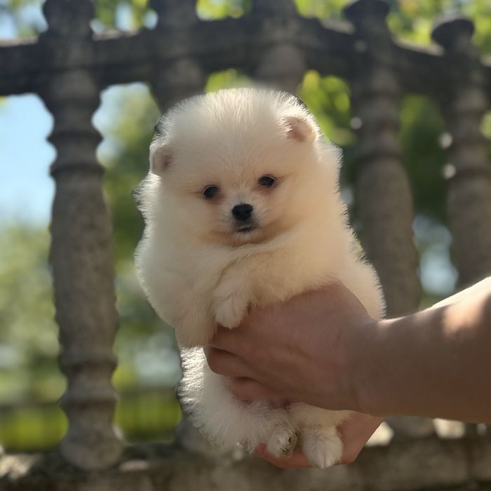 дівчина тип ведмедика шоу классу