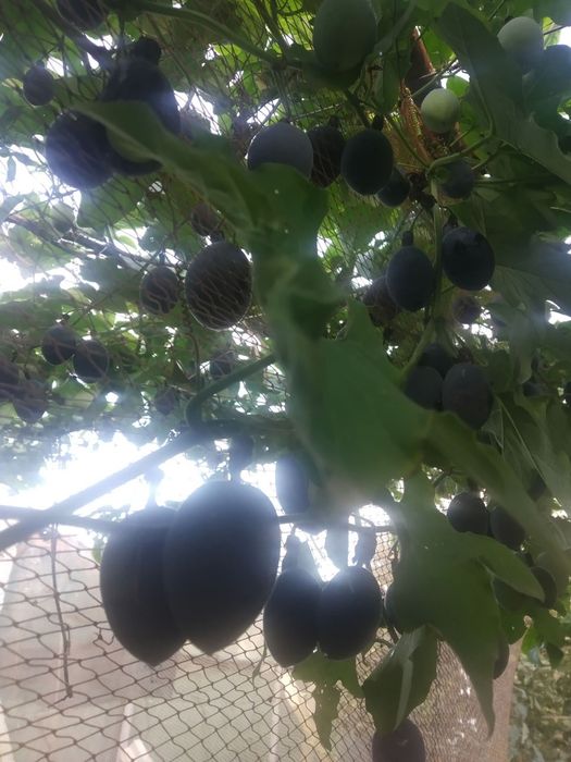 Plantas de Maracujá Roxo, Grande, Doce da Colômbia.