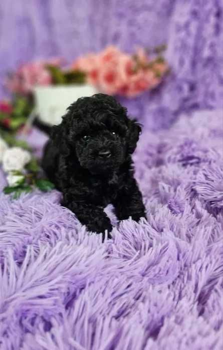 Poodle preto disponível