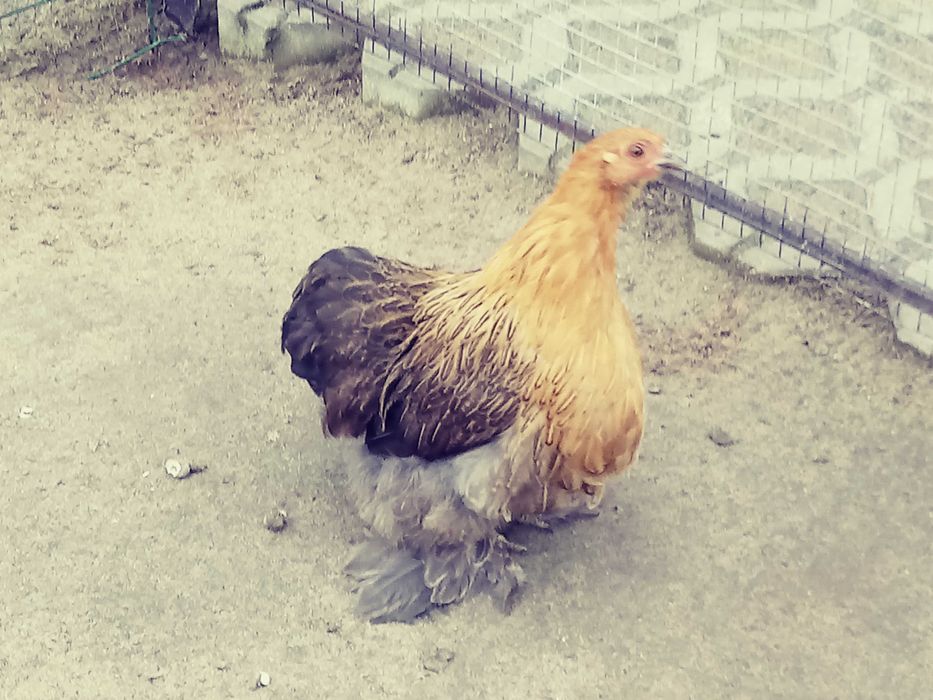 kochin miniaturowy karzełek kury 2025