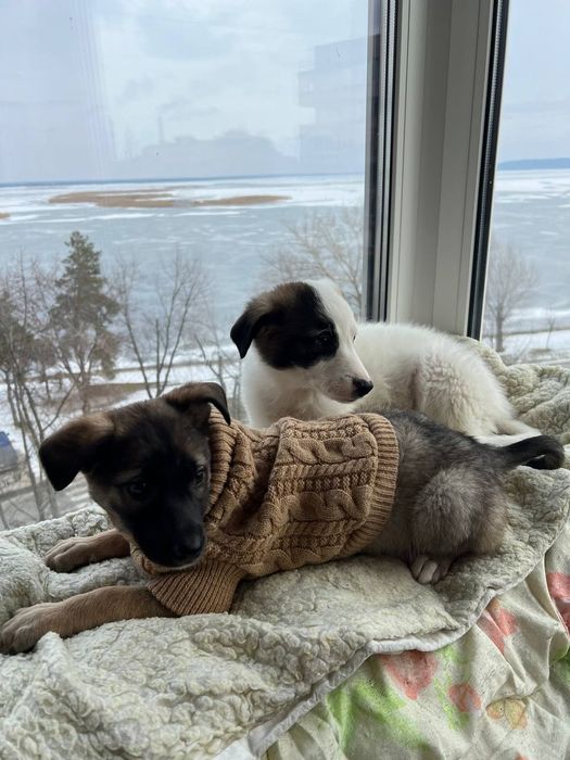 Щенята цуценята лагідні розумні хлопчик дівчинка