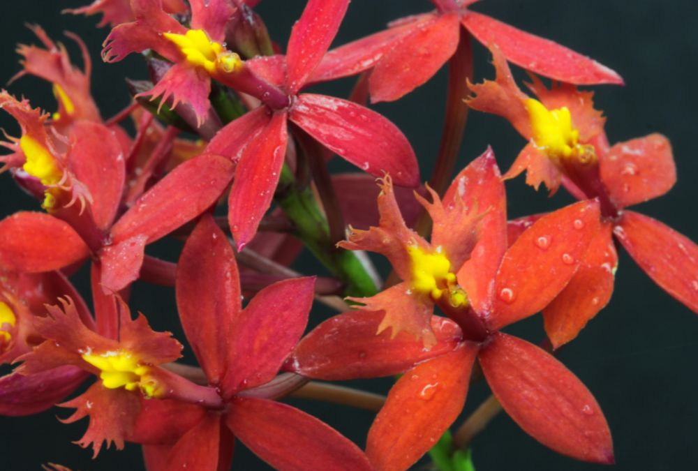 Orquídea crucifixo vermelho
