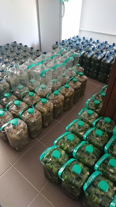 Ogórki kiszone butelki 5L (przesyłka OLX)