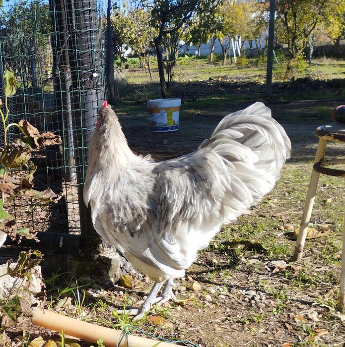 Austrolop azul e Splash machos