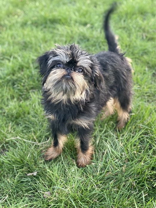 Бельгійський гриффон